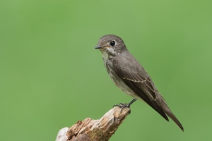 Намнаахай (Шивэр намнаахай)